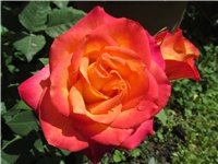 d43c3554-Picture 746.jpg